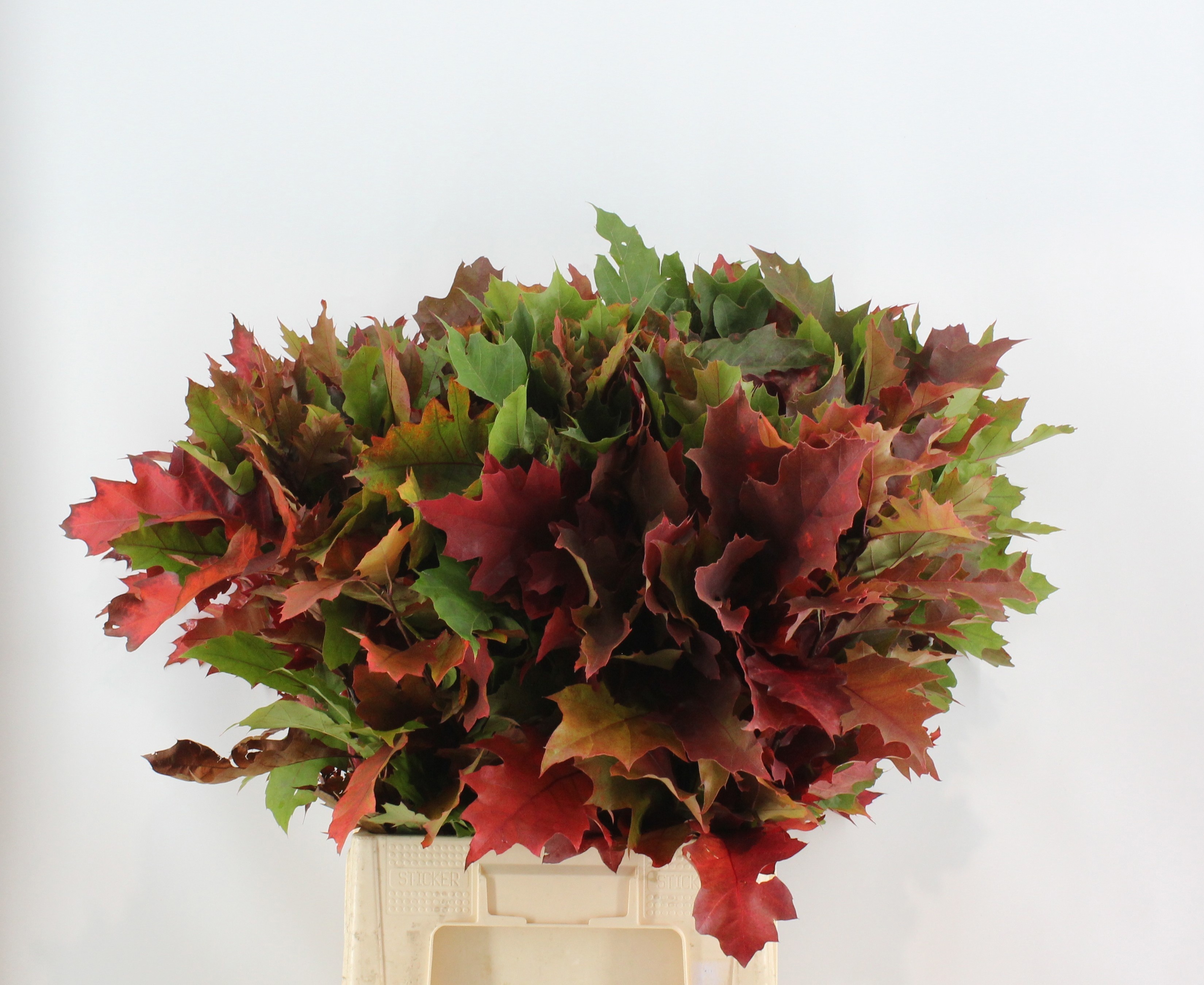 Quercus Rubra 80cm