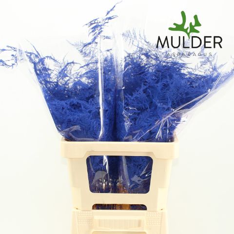 Asp S Klb H% Extra Veren Dark Blue