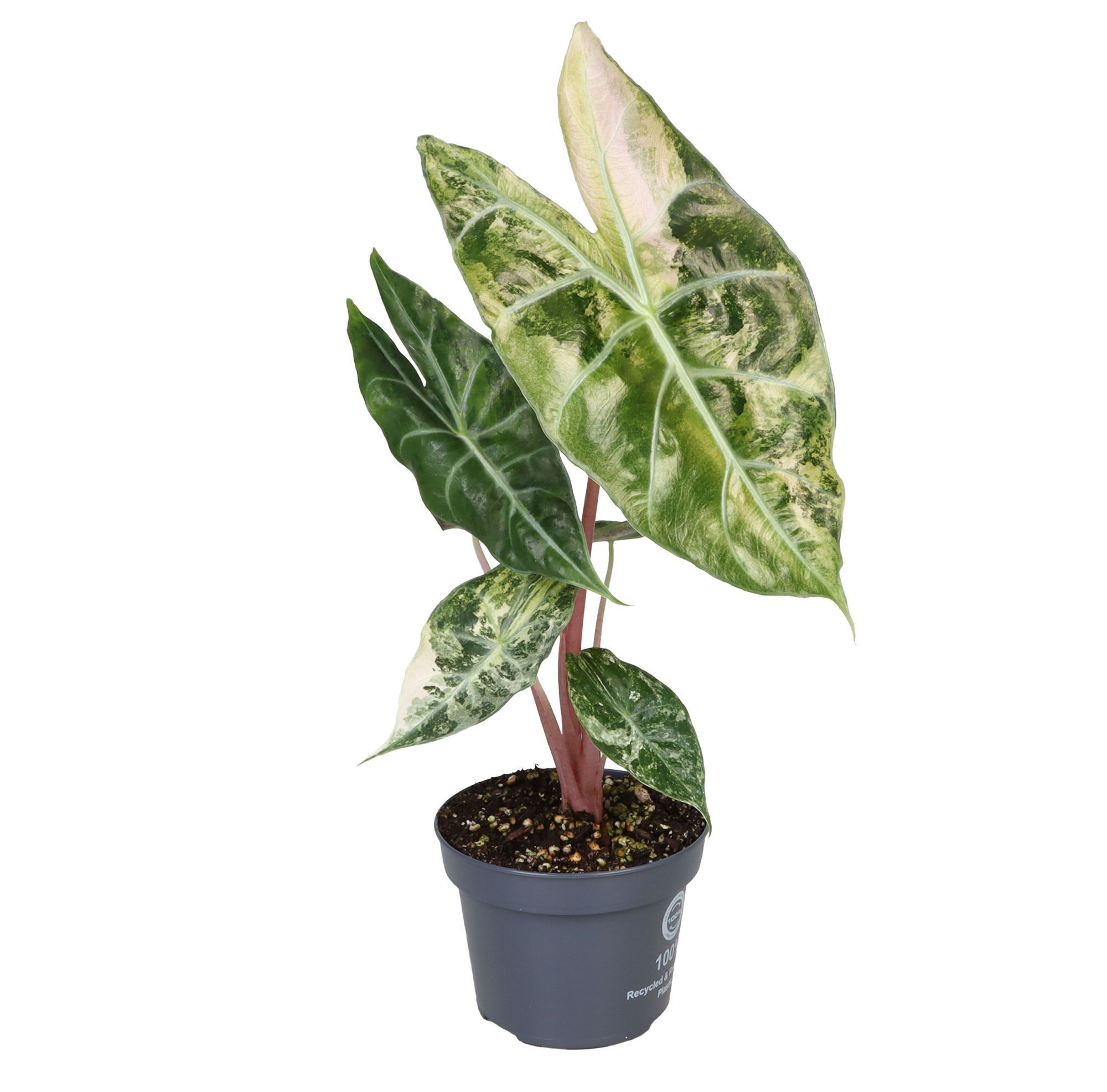 Picture of Alocasia Pink Dragon Nairobi Nights Variegated P12 35CM