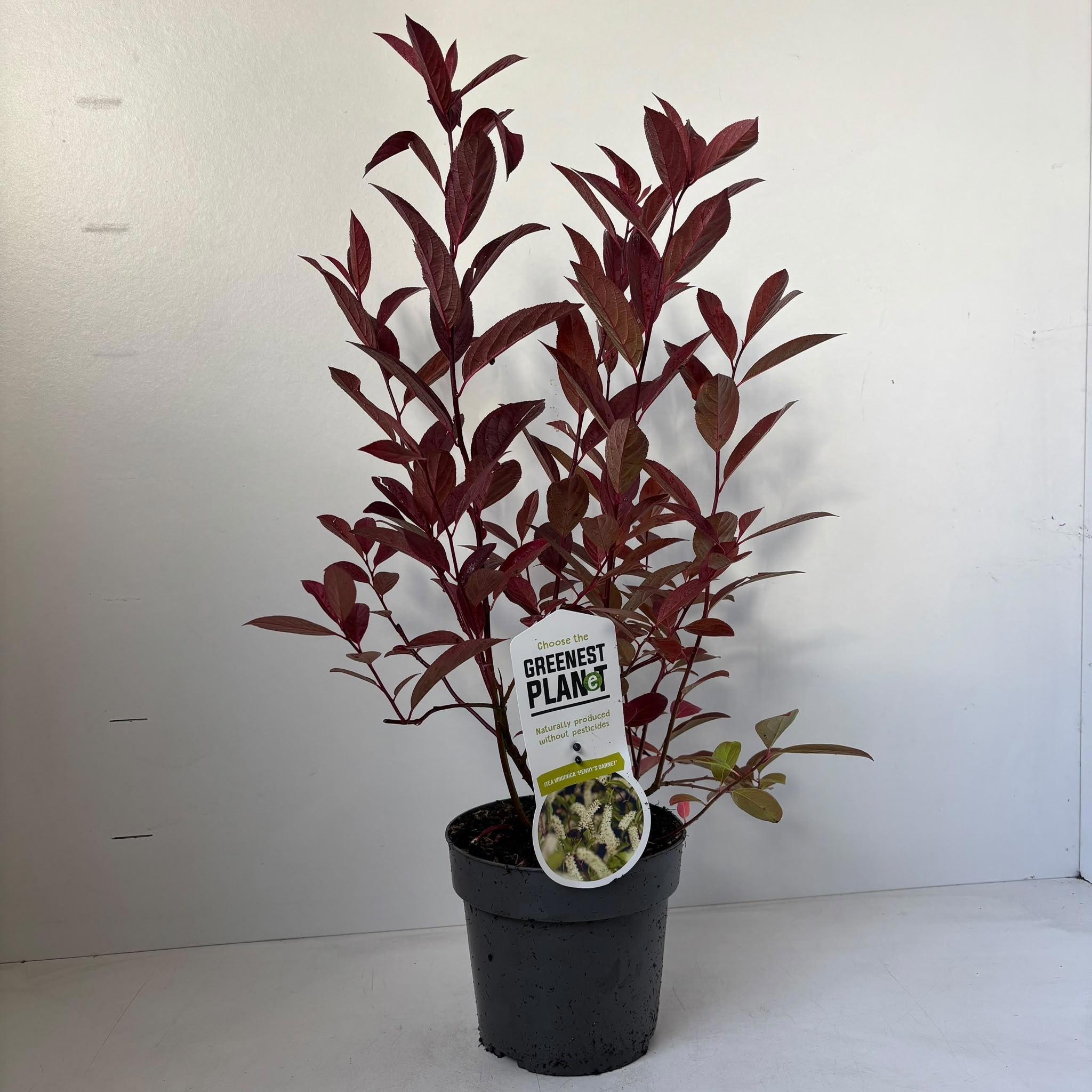 Itea virginica 'Henry's Garnet'