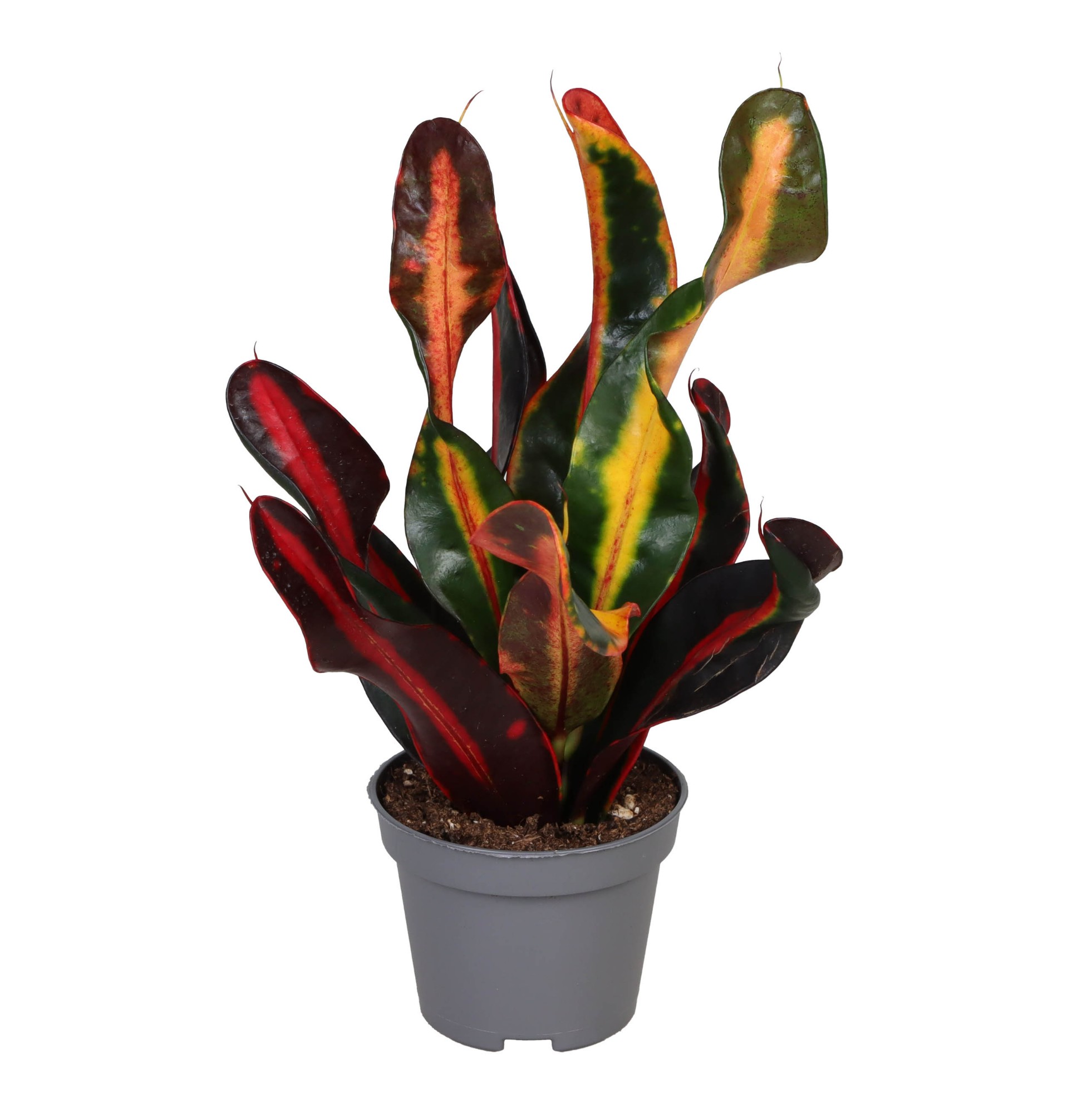 Picture of Codiaeum Mammey P6 14CM