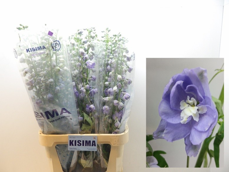 Delphinium Magic Fount La 100cm
