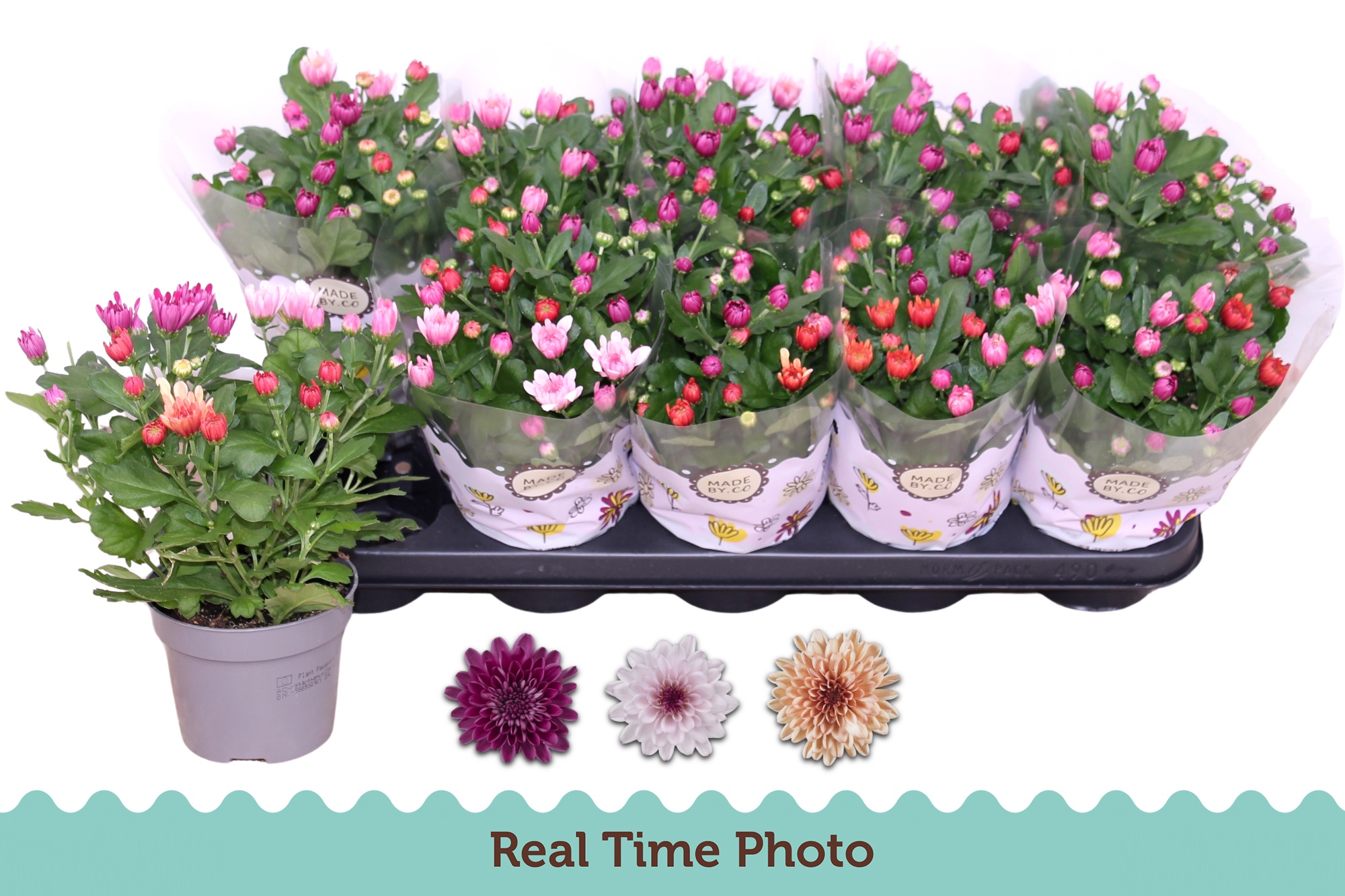 Chrys Mo Aub Gem Pot 12Ø 25cm