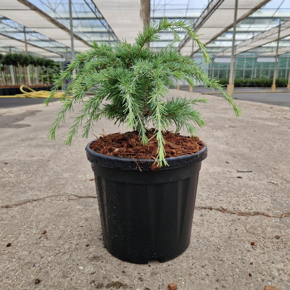 Picture of Cedrus deodara Limeglow C8 30/35 (LOOSE)