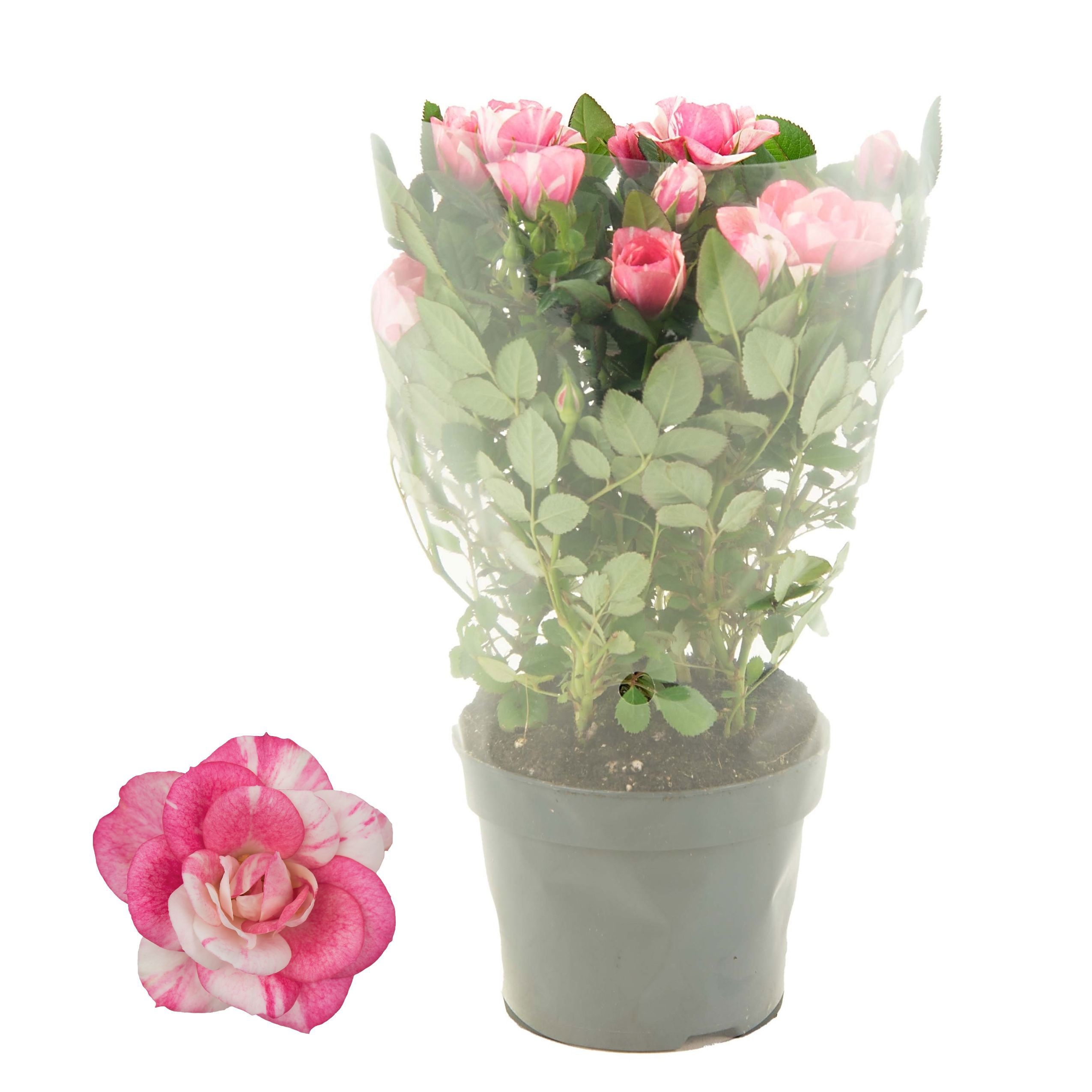 Nolina Roses Special Ø 10,5 Cm. Vieve Blanco Sleev