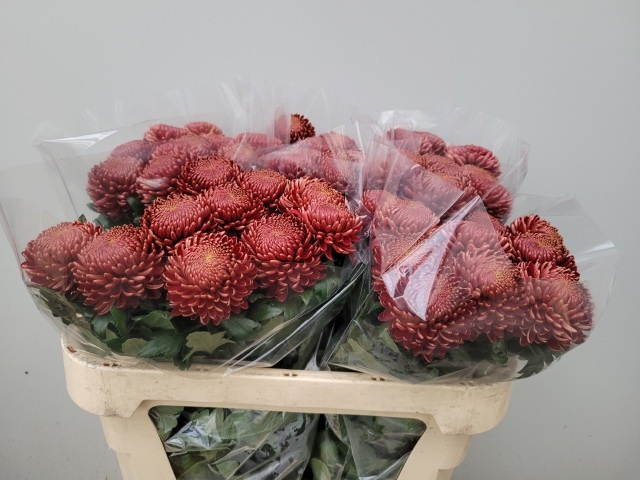 Chrys Single Bigoudi Red 70cm 70gram