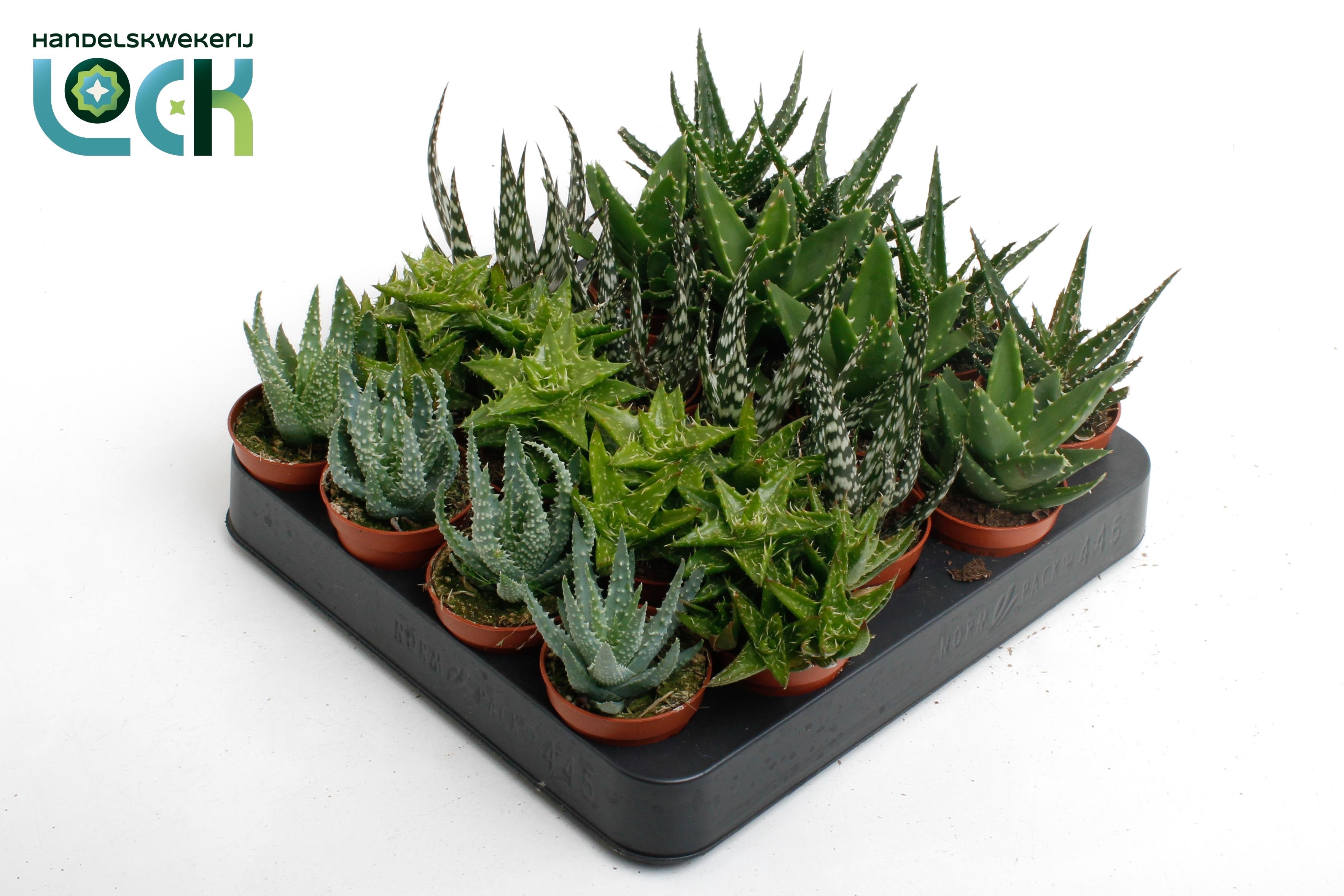 Aloe Gem 505Ø 10cm