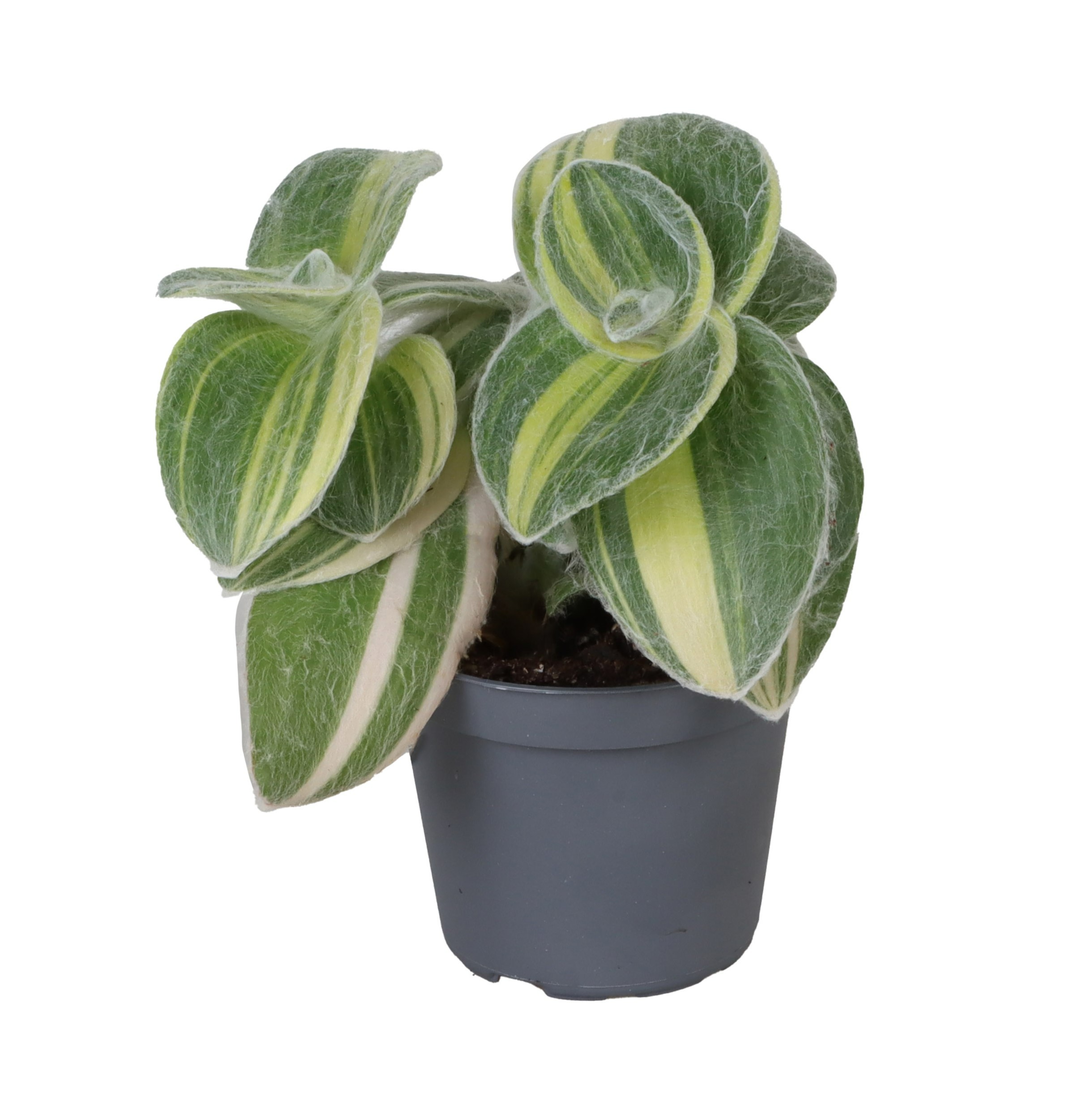 Picture of Tradescantia Sillamontana Variegata P6