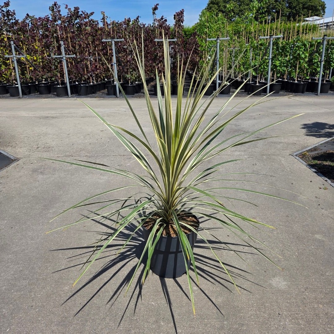 Cordyline australis 'Torbay Dazzler'