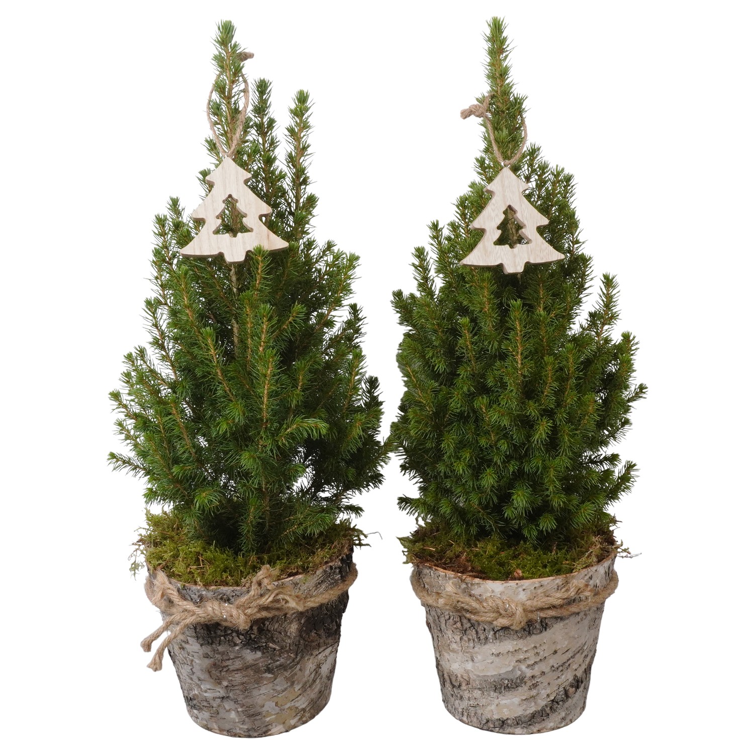 Picture of PTK24531 Picea Conica Perfecta in wooden pot decoration P15 50CM