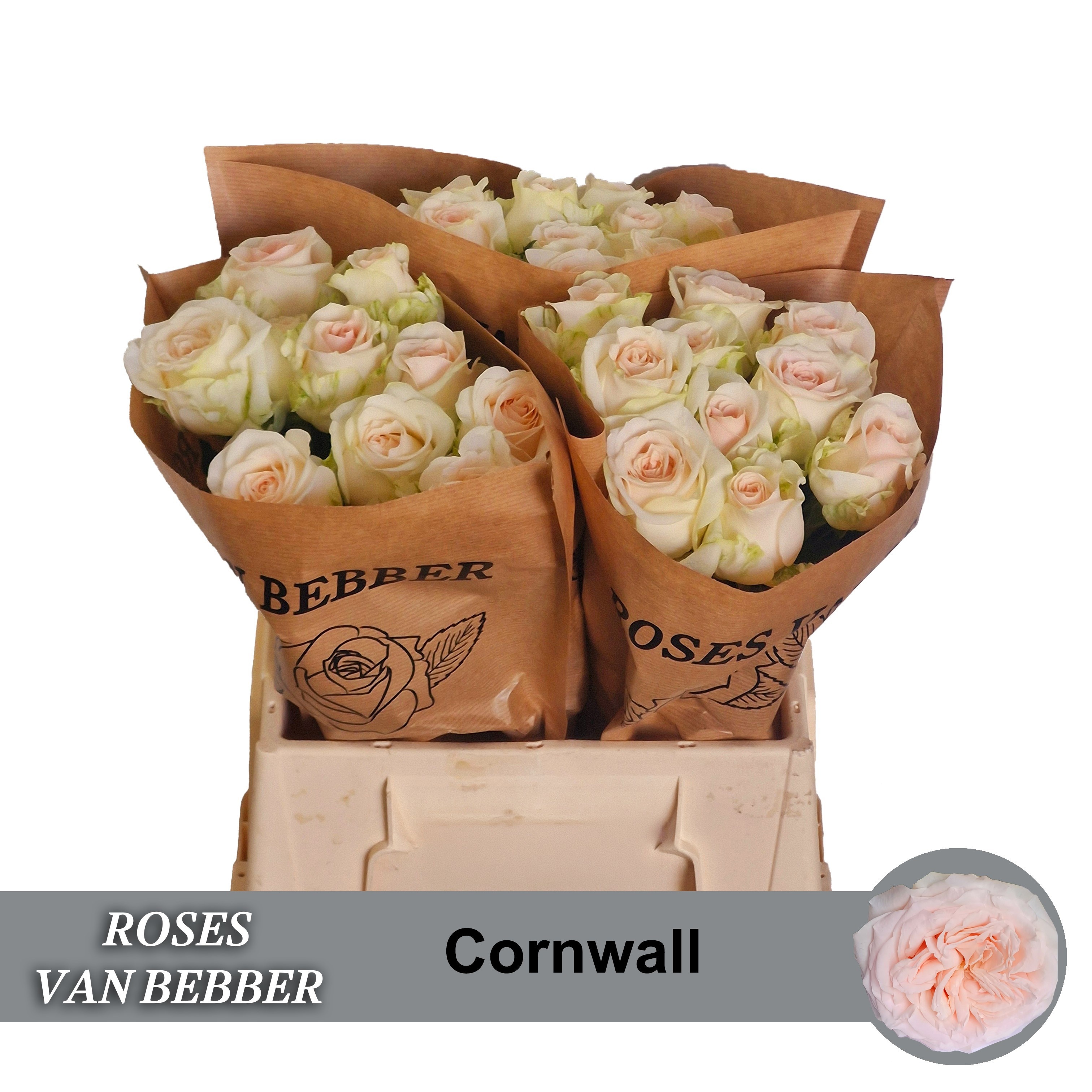Rosa Garden Cornwall 40cm