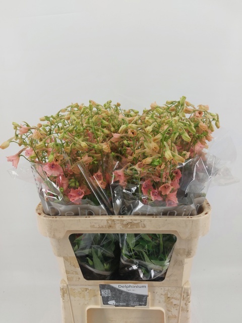 Delphinium Be Pink Sensat 80cm