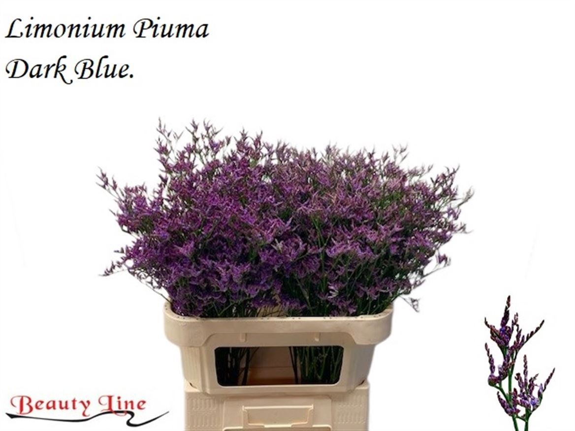 Lim Piuma Dark Blue