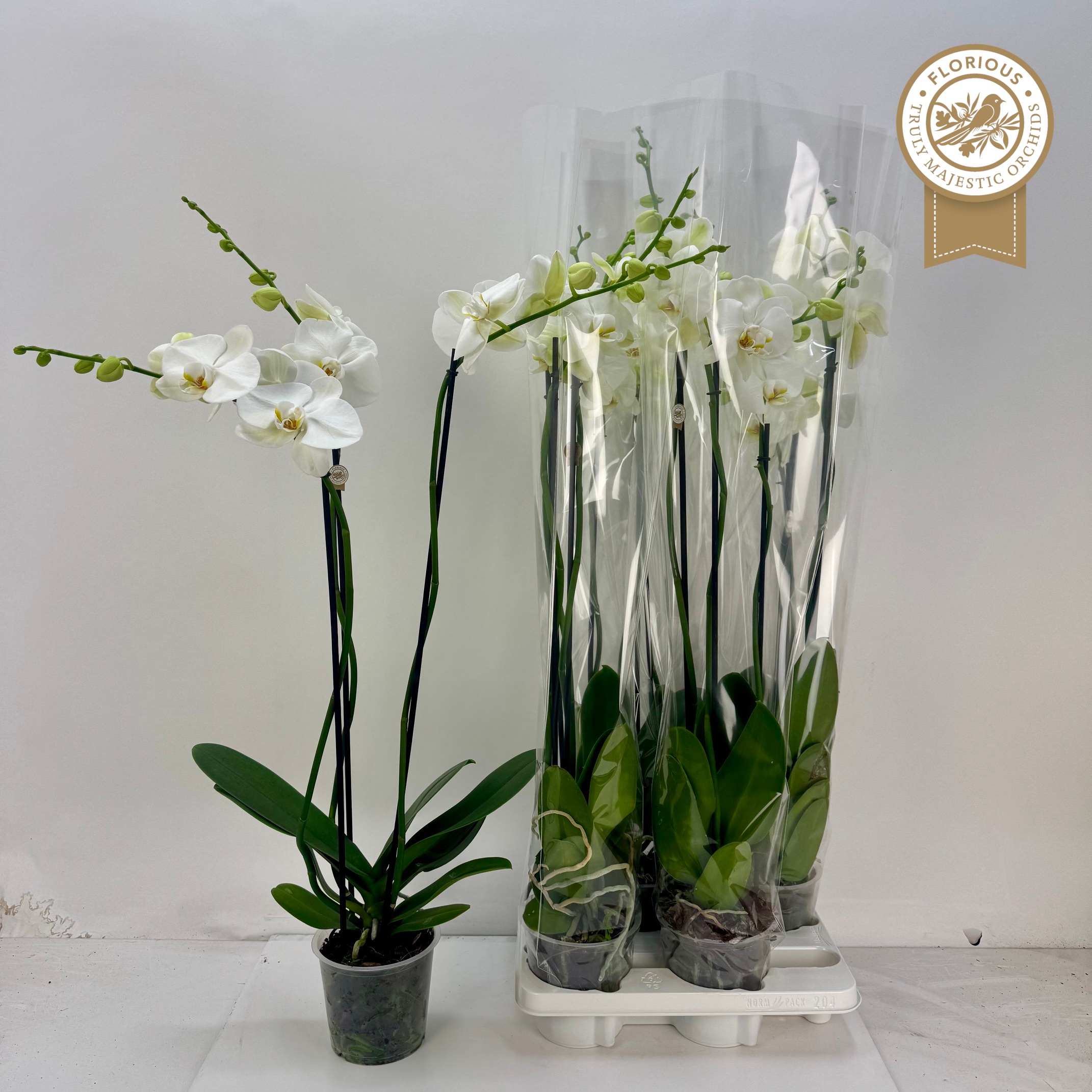 Phalaenopsis White 2 Stem 15Ø 100cm