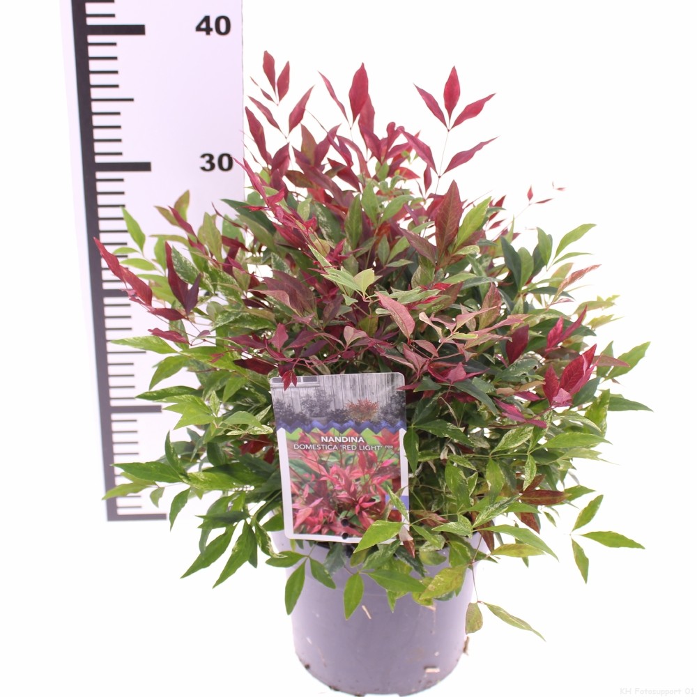 Picture of Nandina domestica 'Red Light'