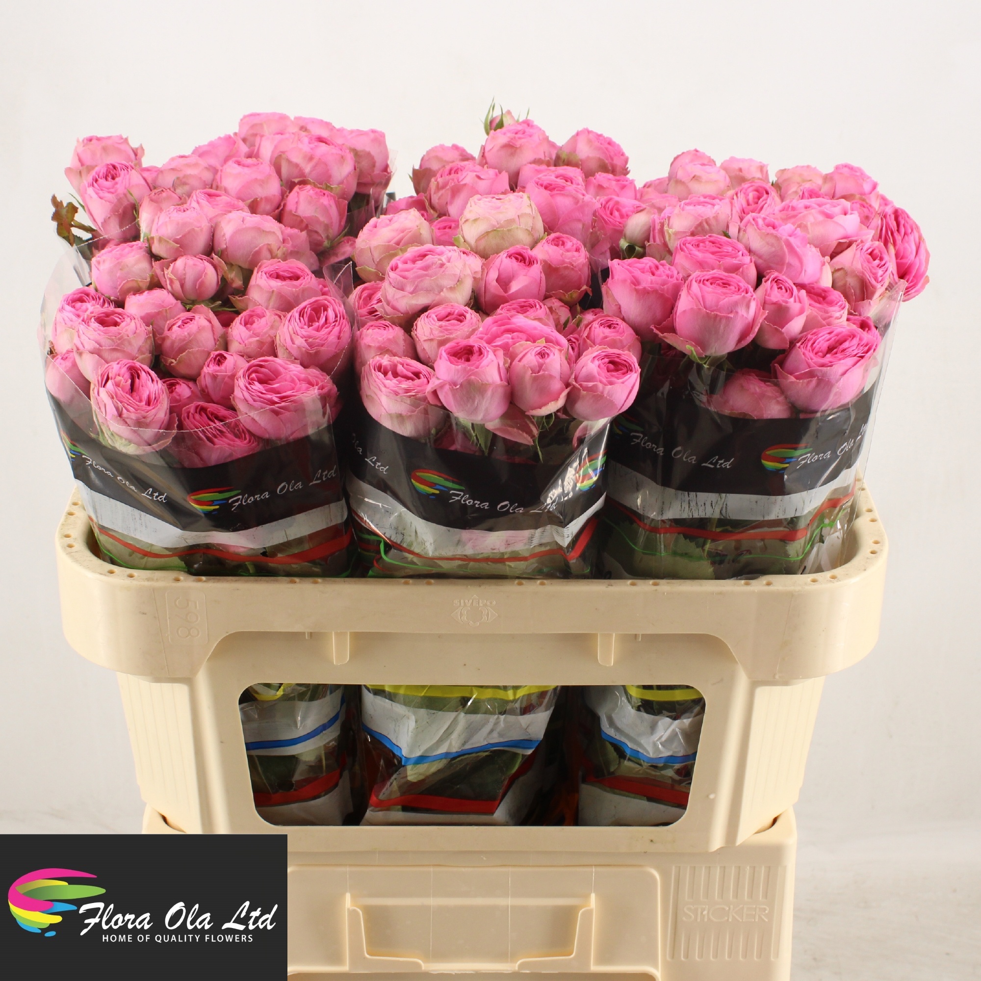 Rosa Spr Giselle 70cm