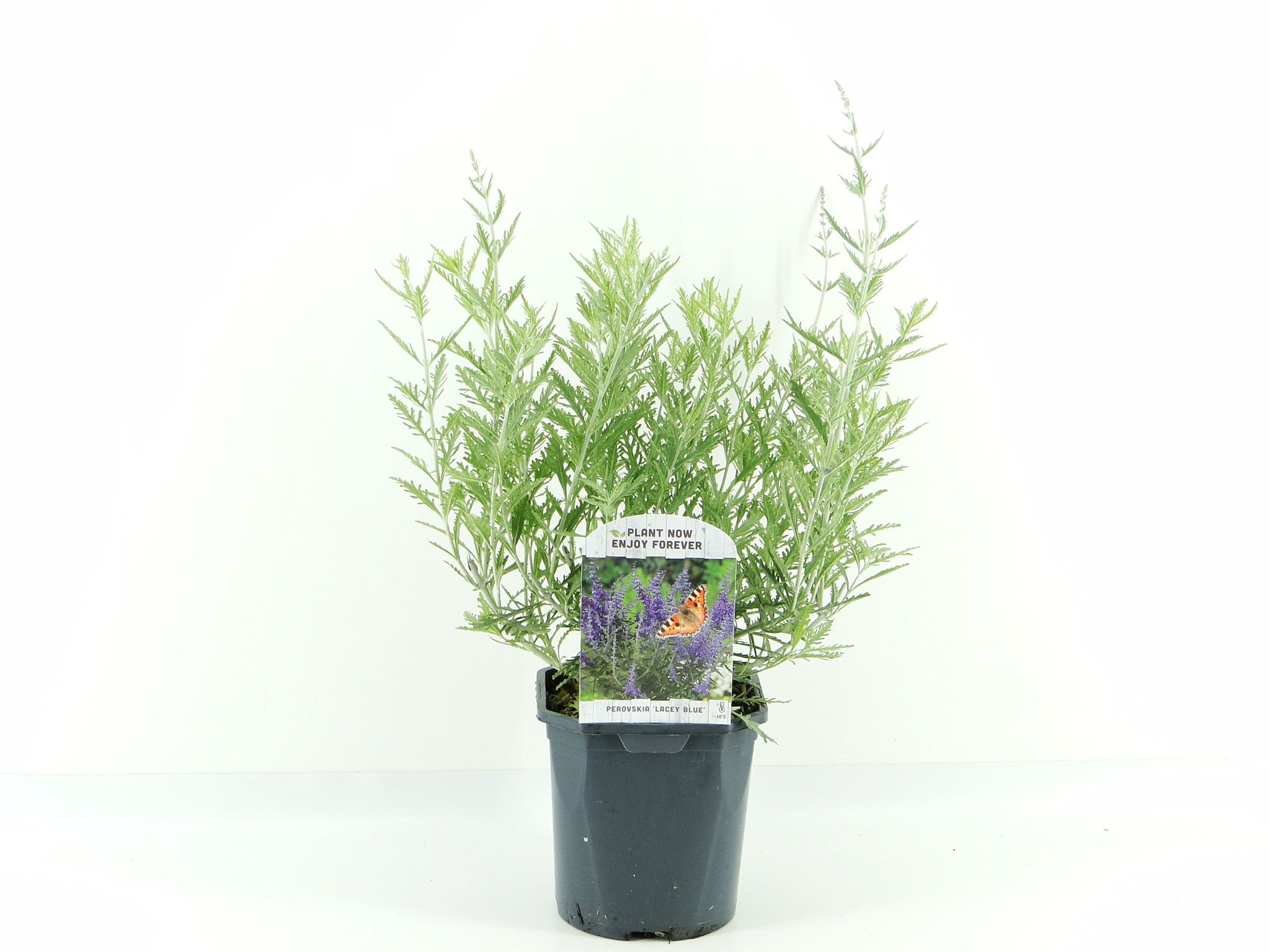 Picture of Perovskia atr. Lacey Blue
