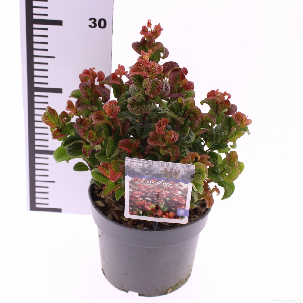 Picture of Leucothoe axillaris Curly Red P17 (2 Ltr)