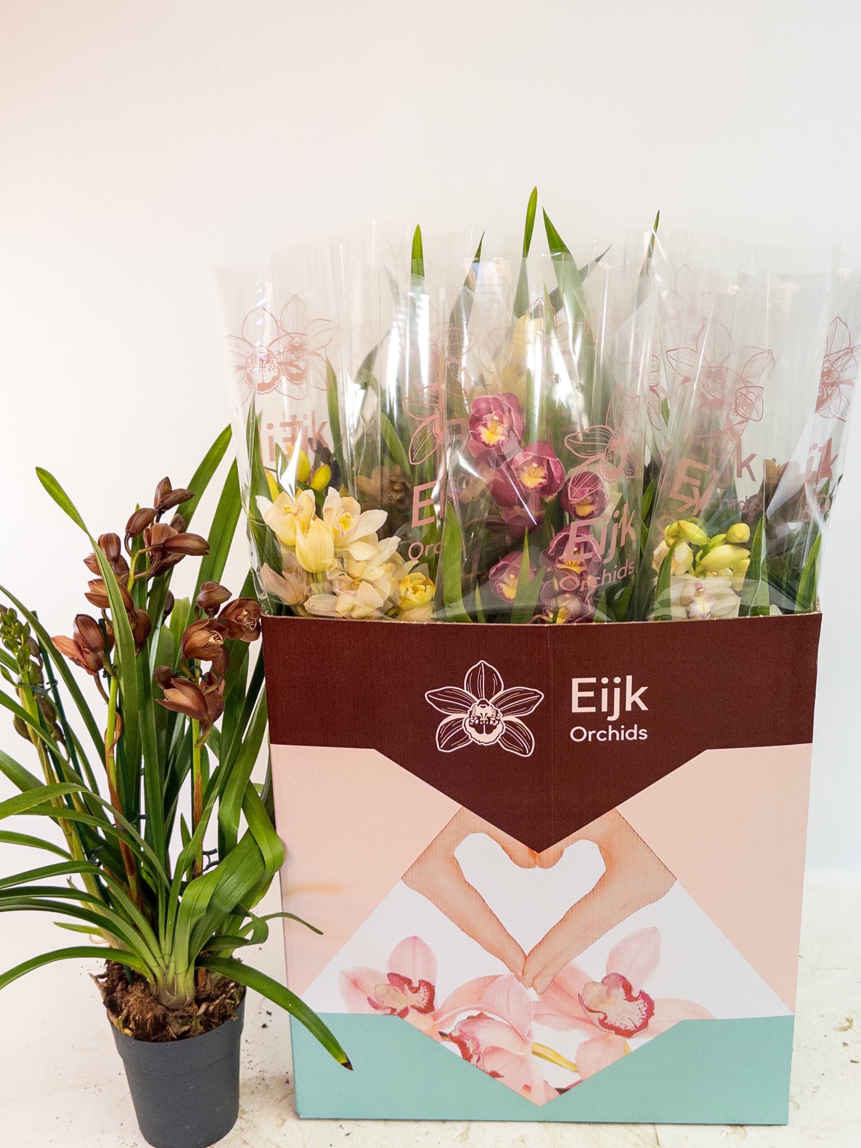 Cymbidium Asst Sp Orchids