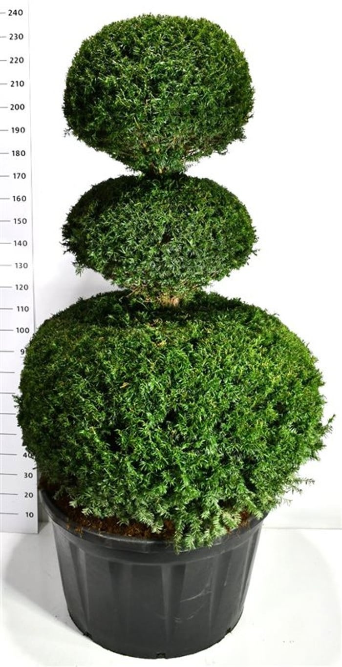 Taxus baccata