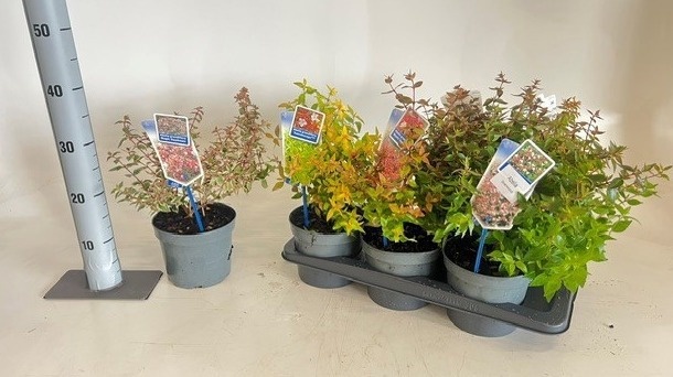 Abel Grandiflora 17P 35H
