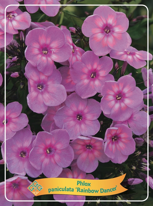 Picture of Phlox paniculata mix 6x10 srt. per shelve P11