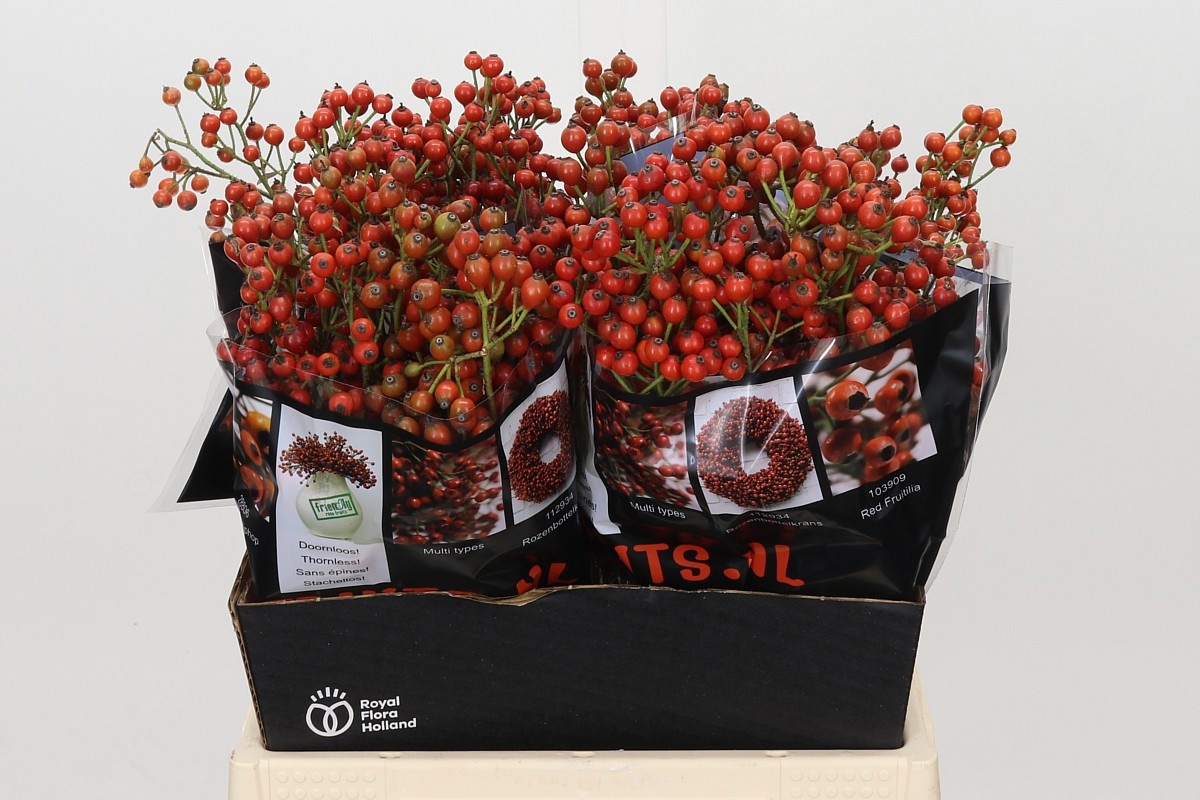 Rosa Aut Rosefruits 45cm