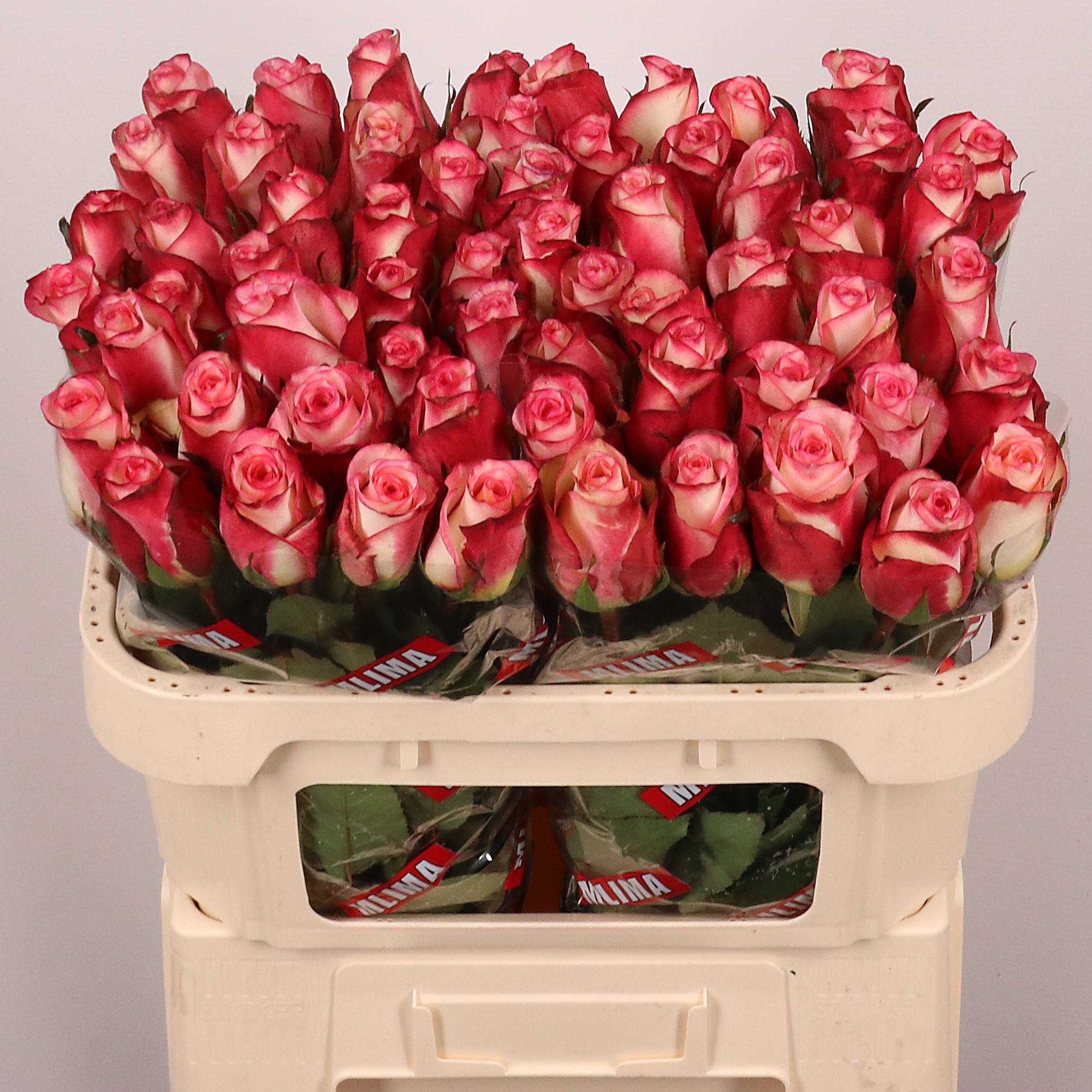 Rosa Spark Condor 70cm