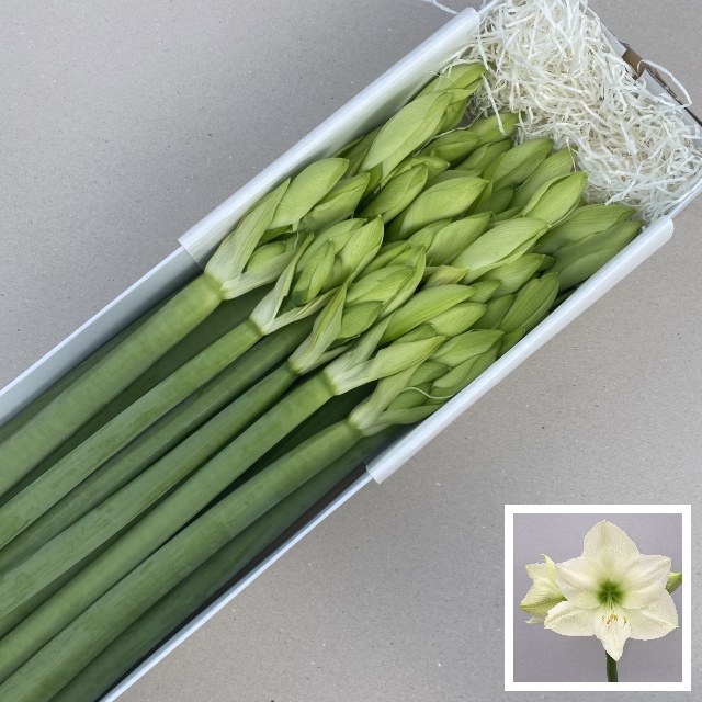 Hippeastrum Casa Blanca 4bl