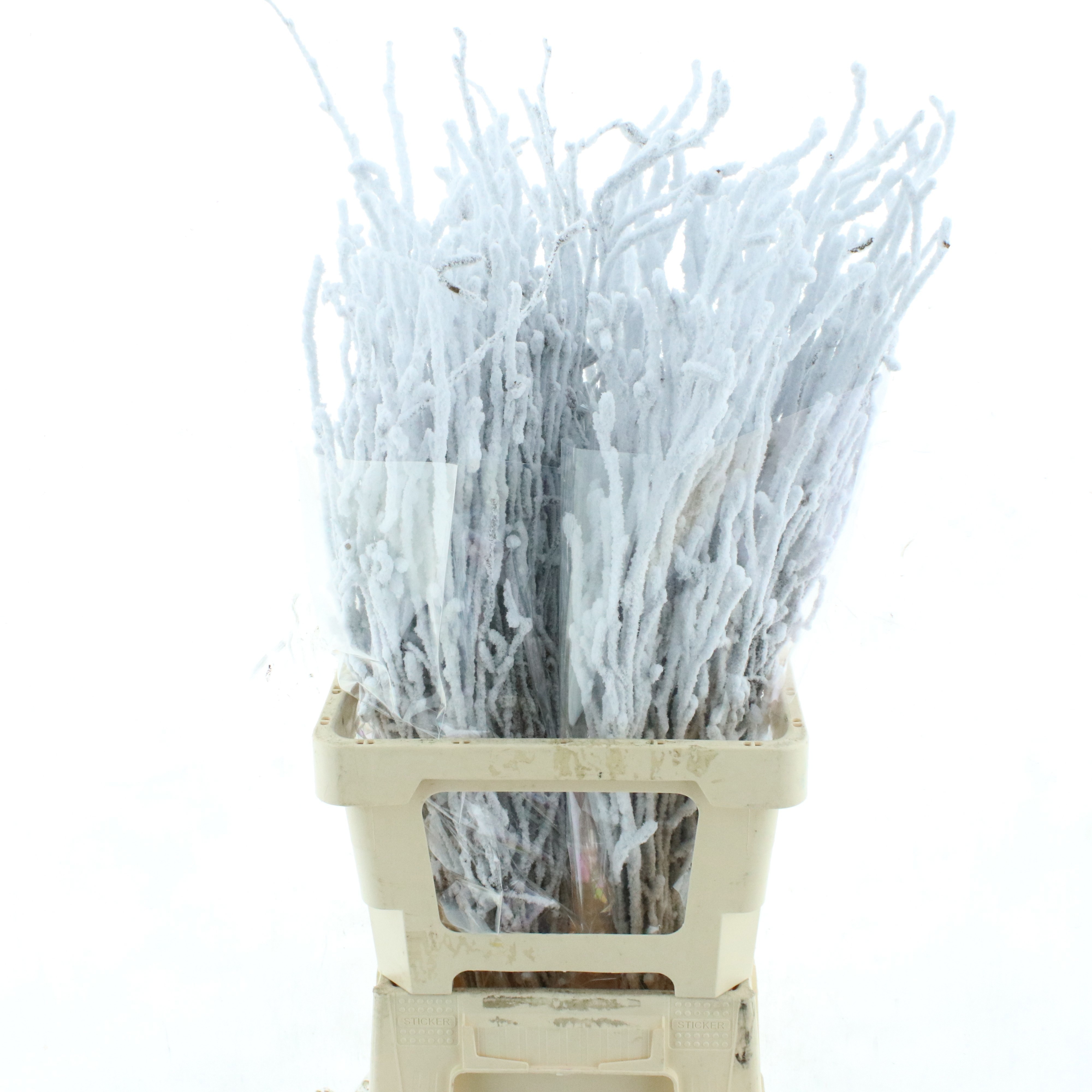 Betula (BIRCH) Painted