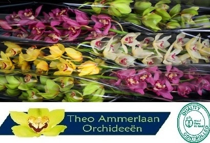 Cymbidium Asst 13bl