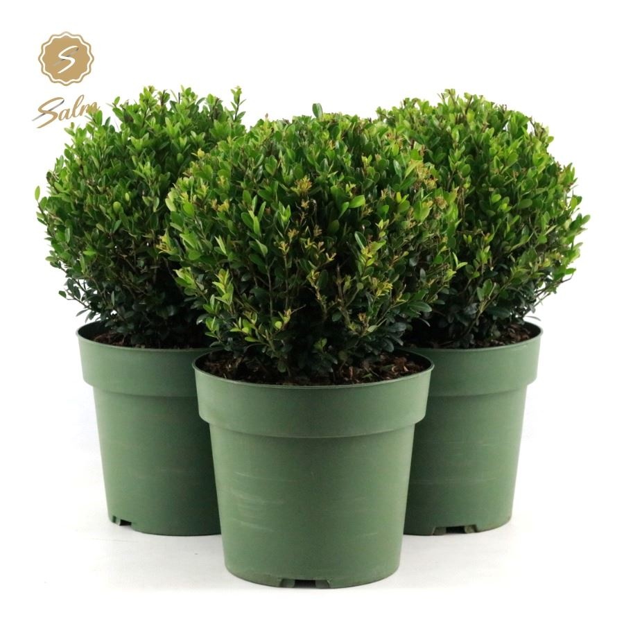 Picture of Ilex crenata 'Jenny'® Ball Ø25cm P21