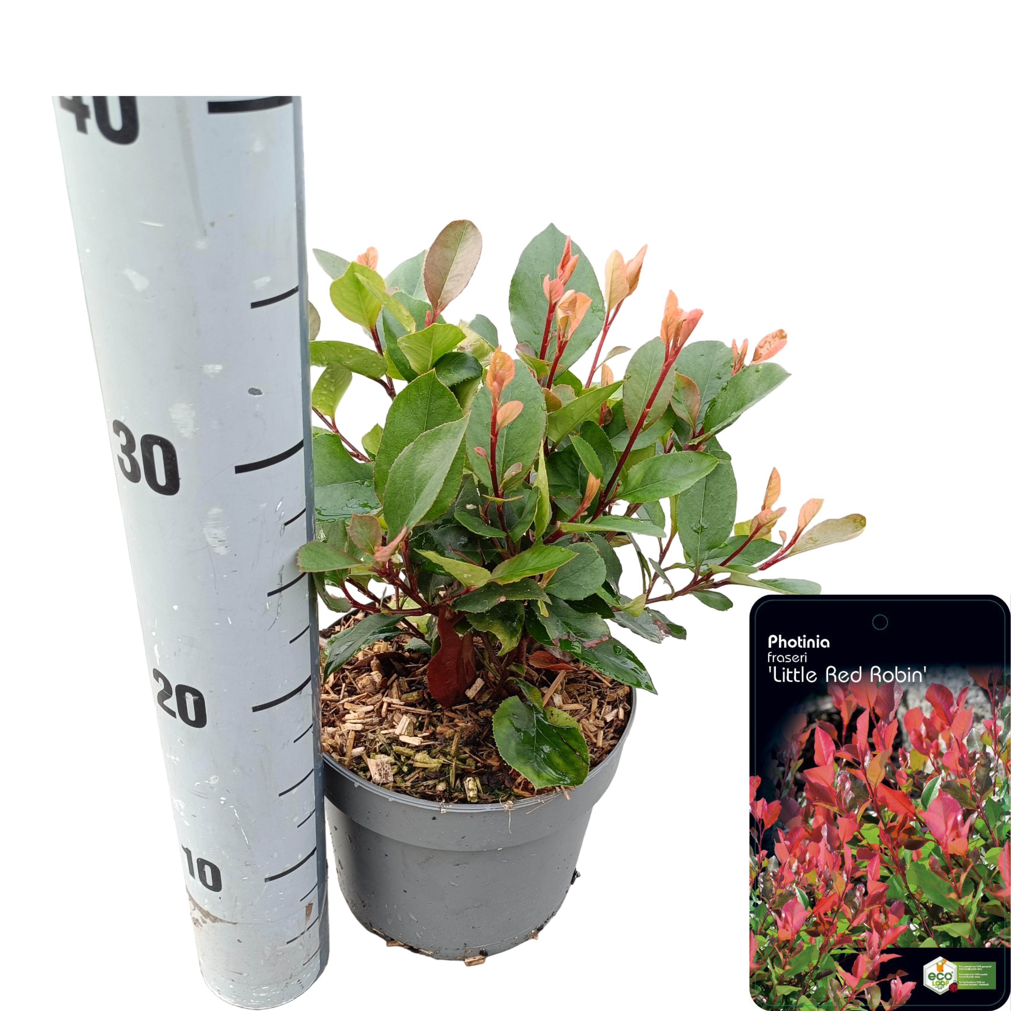 Picture of Photinia fraseri 'Little Red Robin' C2