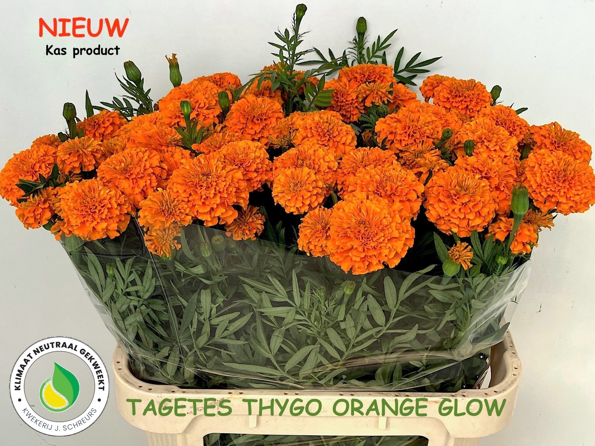 Tage E Th Orange Gl