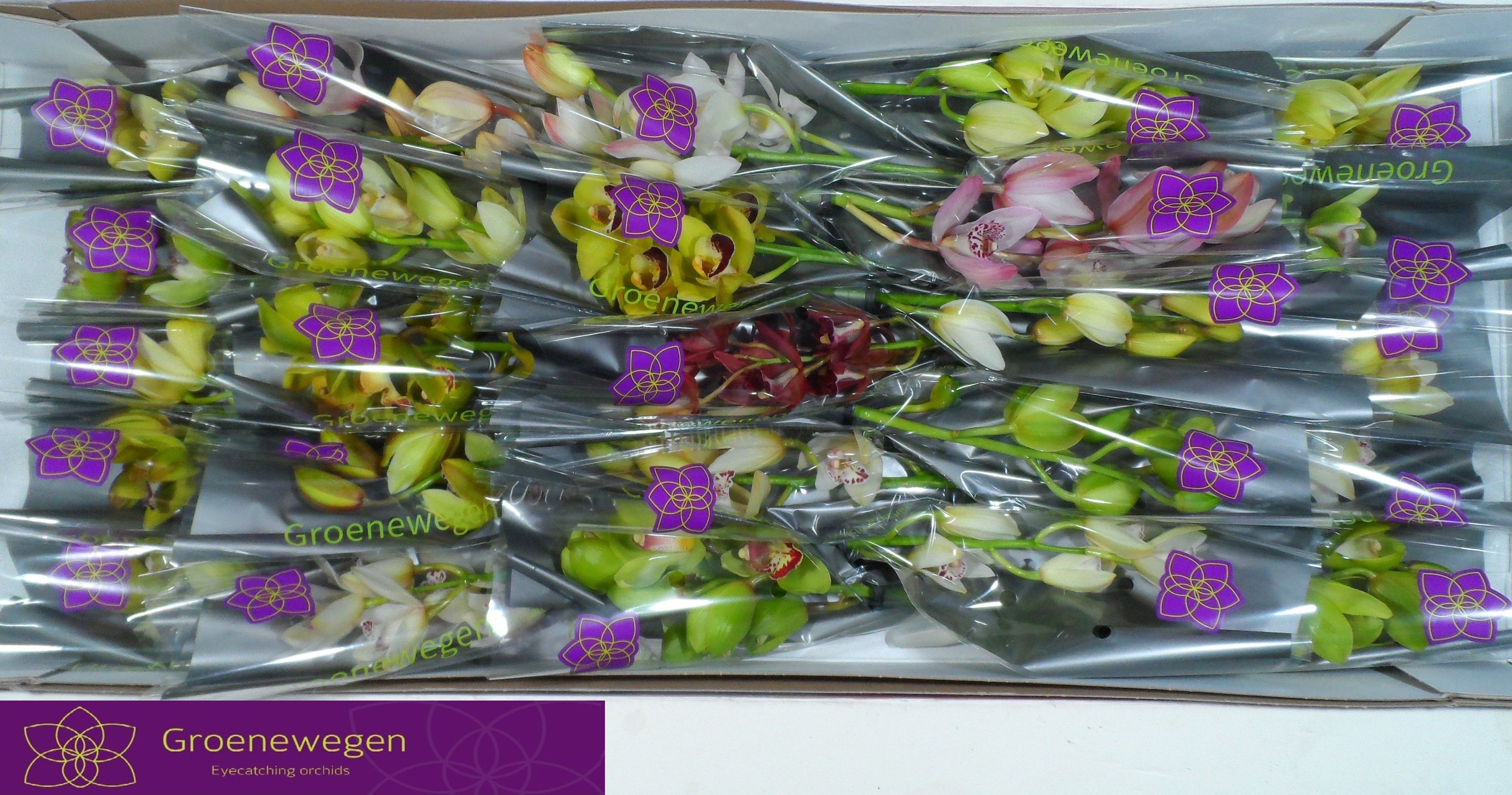 Cymbidium Asst Mini 30cm