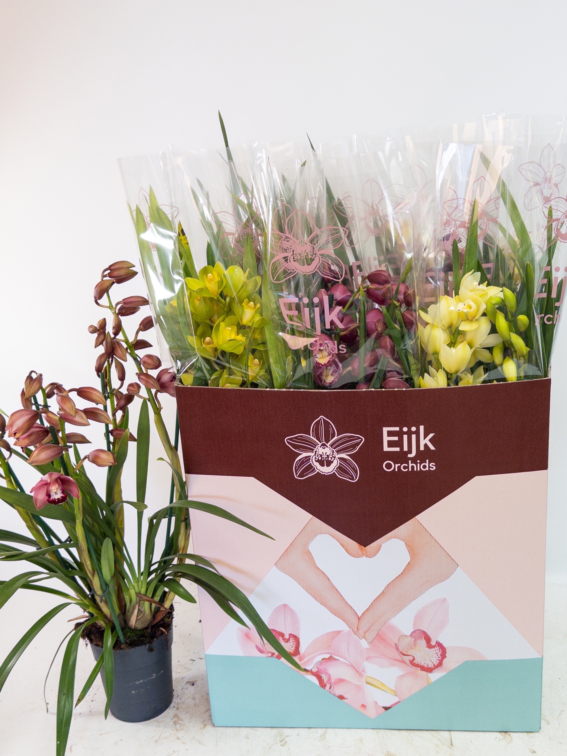 Cymbidium Asst Sp Orchids