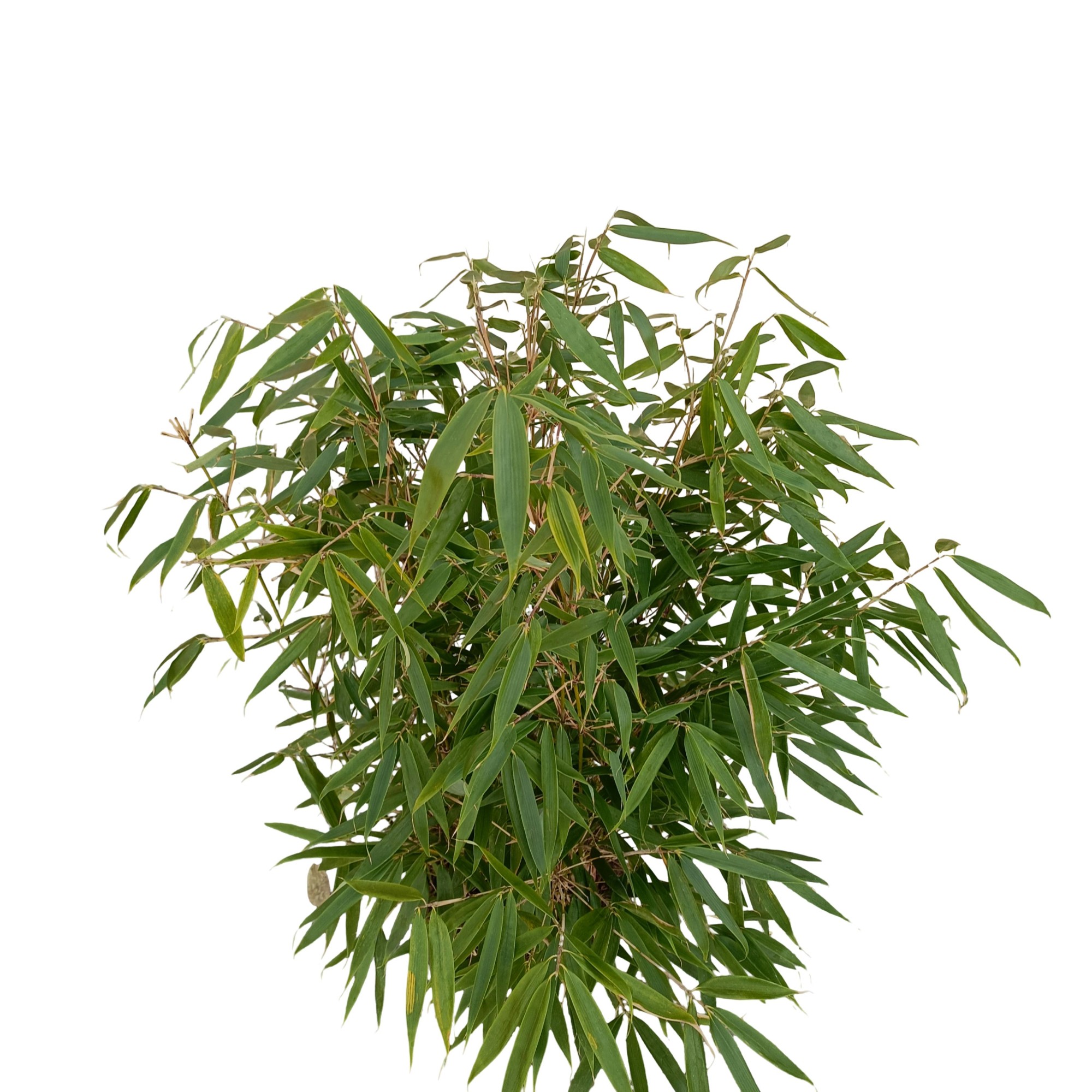 Picture of Fargesia robusta 'Pingwu' C10