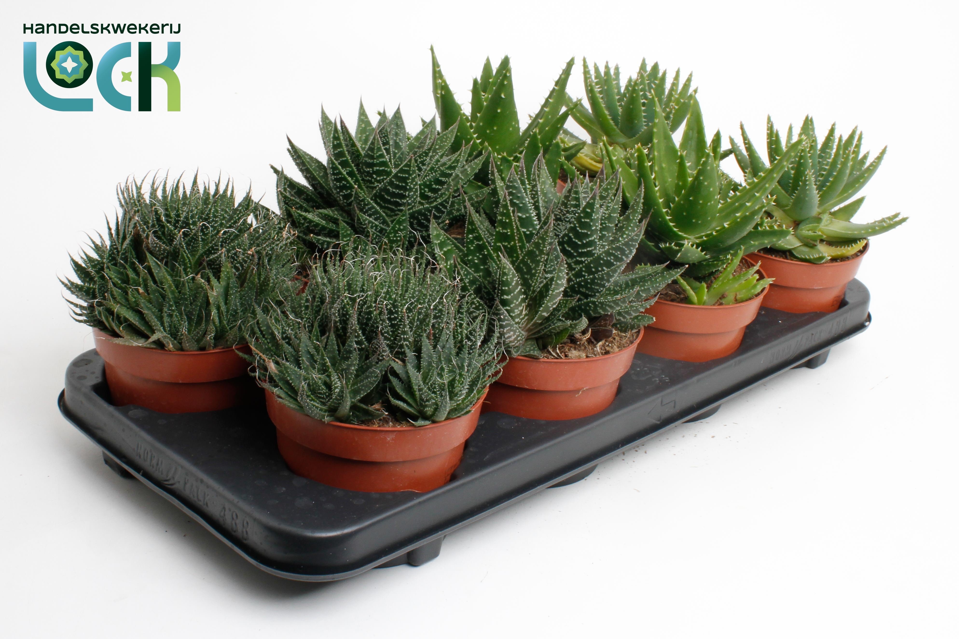 Aloe Gem 12Ø 15cm