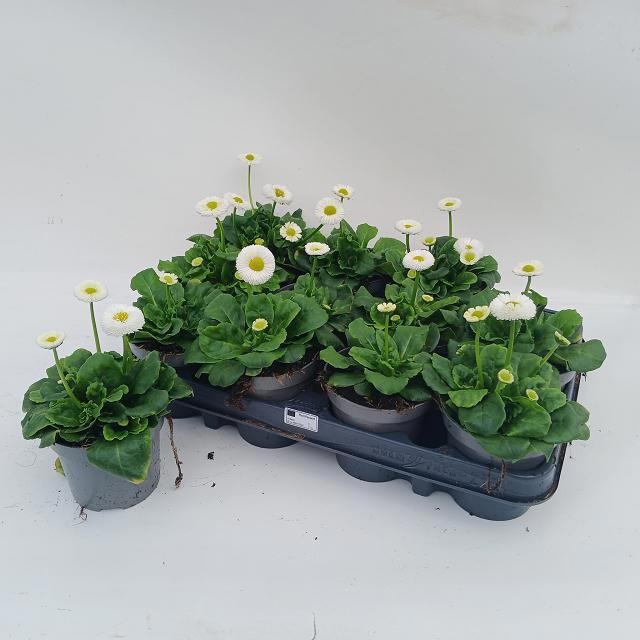 Bellis perennis - Bellis