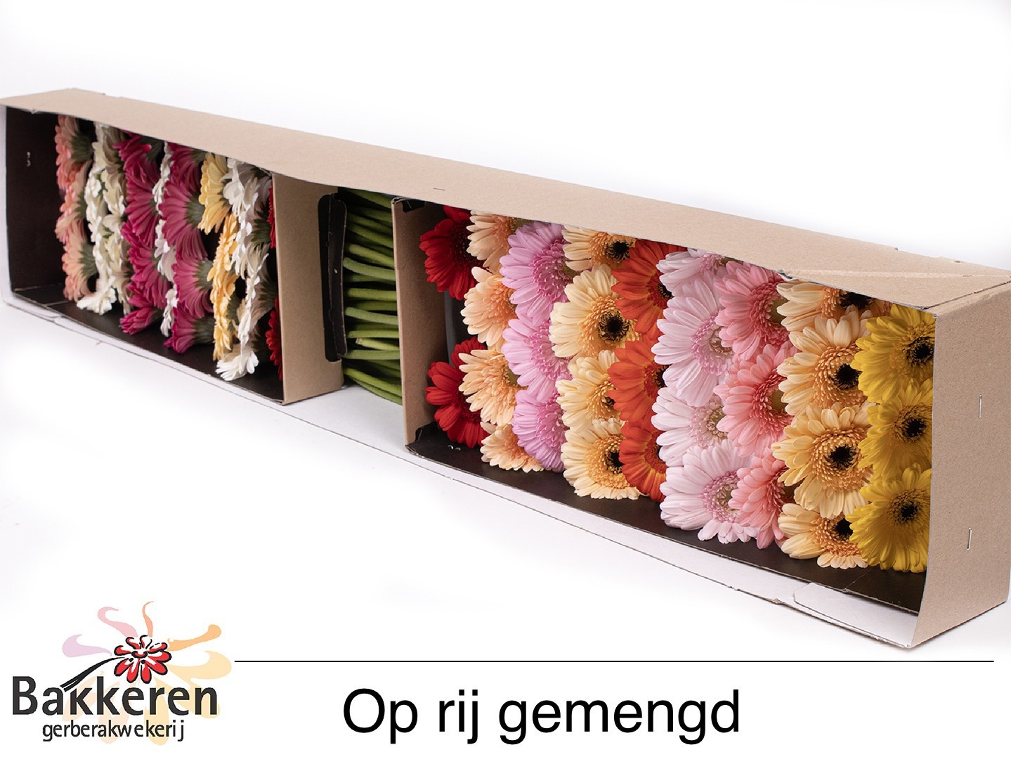Ge Mi Op Rij Gem