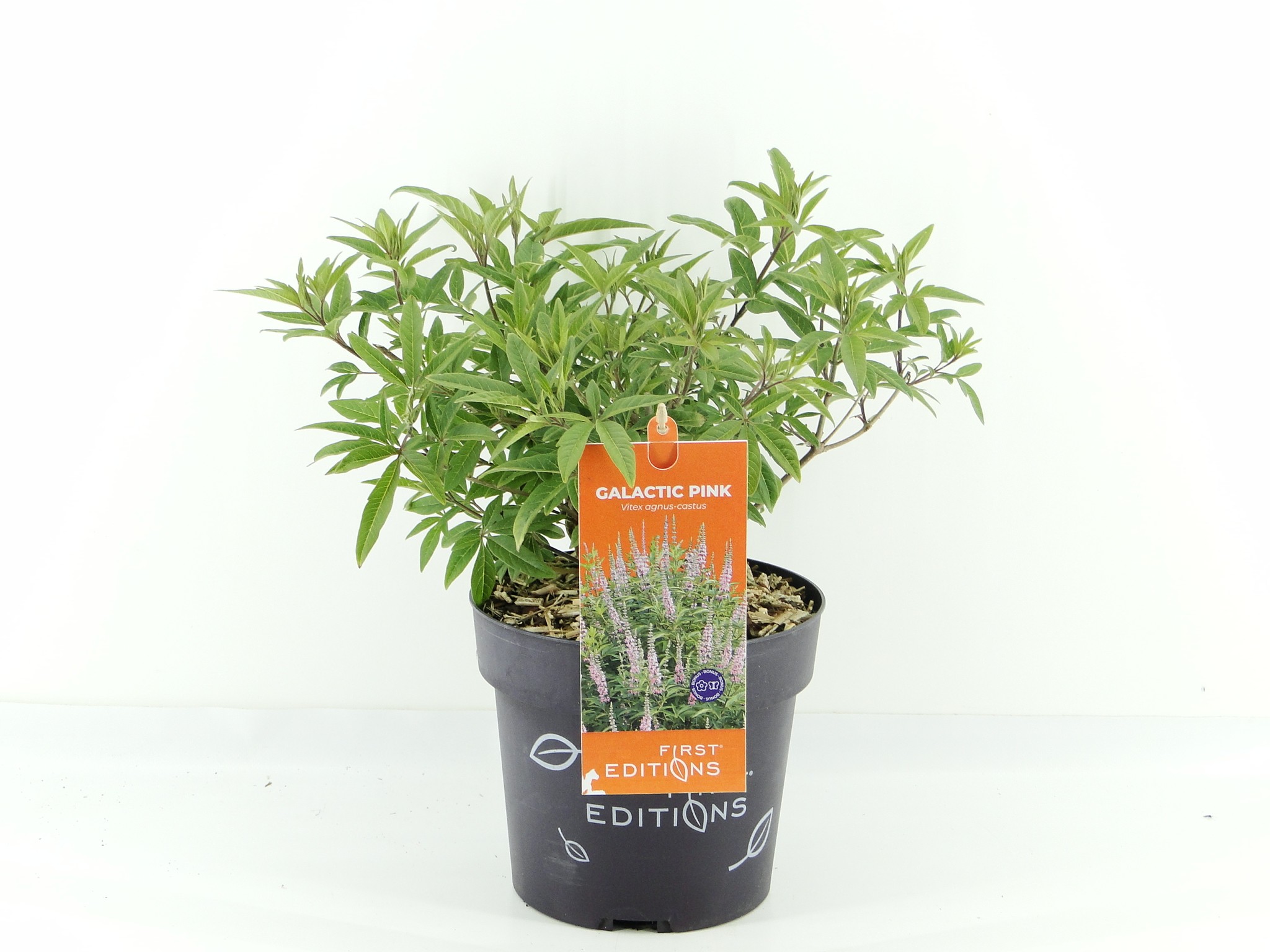 Picture of Vitex agn. Galactic Pink (First Editions®)
