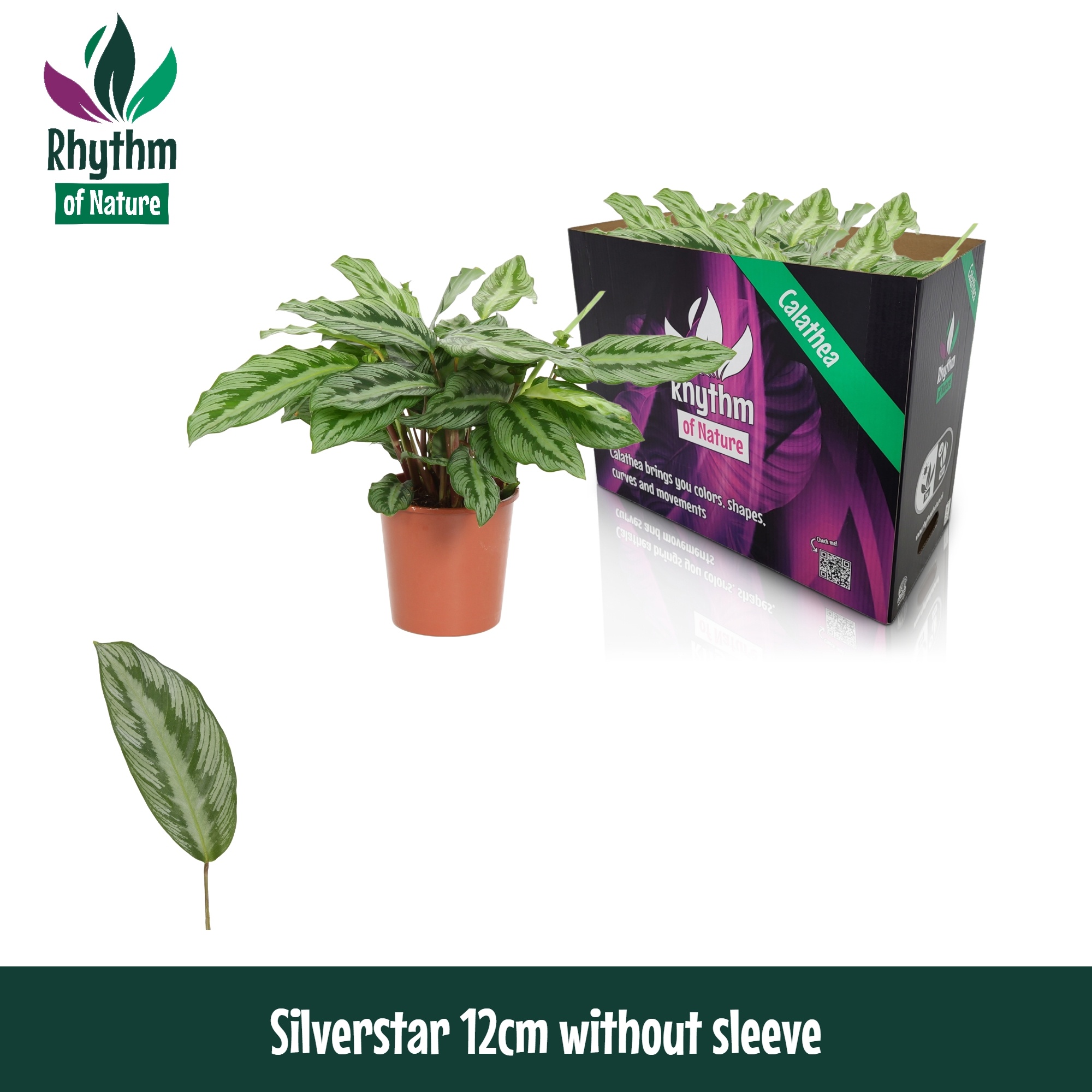 Calathea 12cm Silverstar - Rhythm Of Nature Zonder