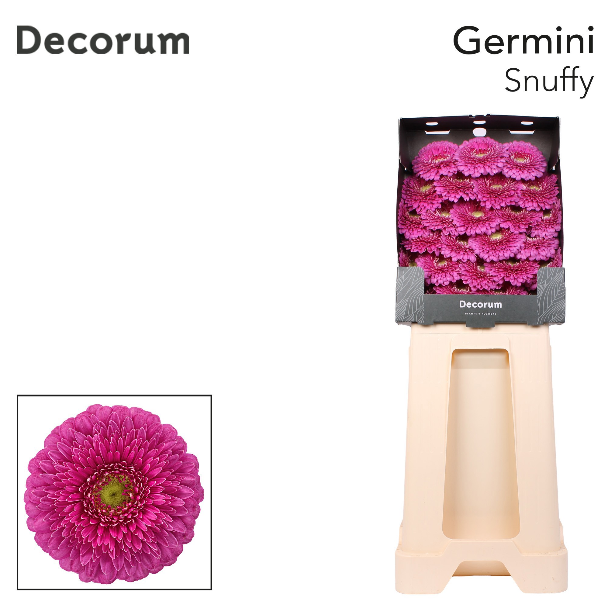 Germini Pomponi Snuffy Diamond