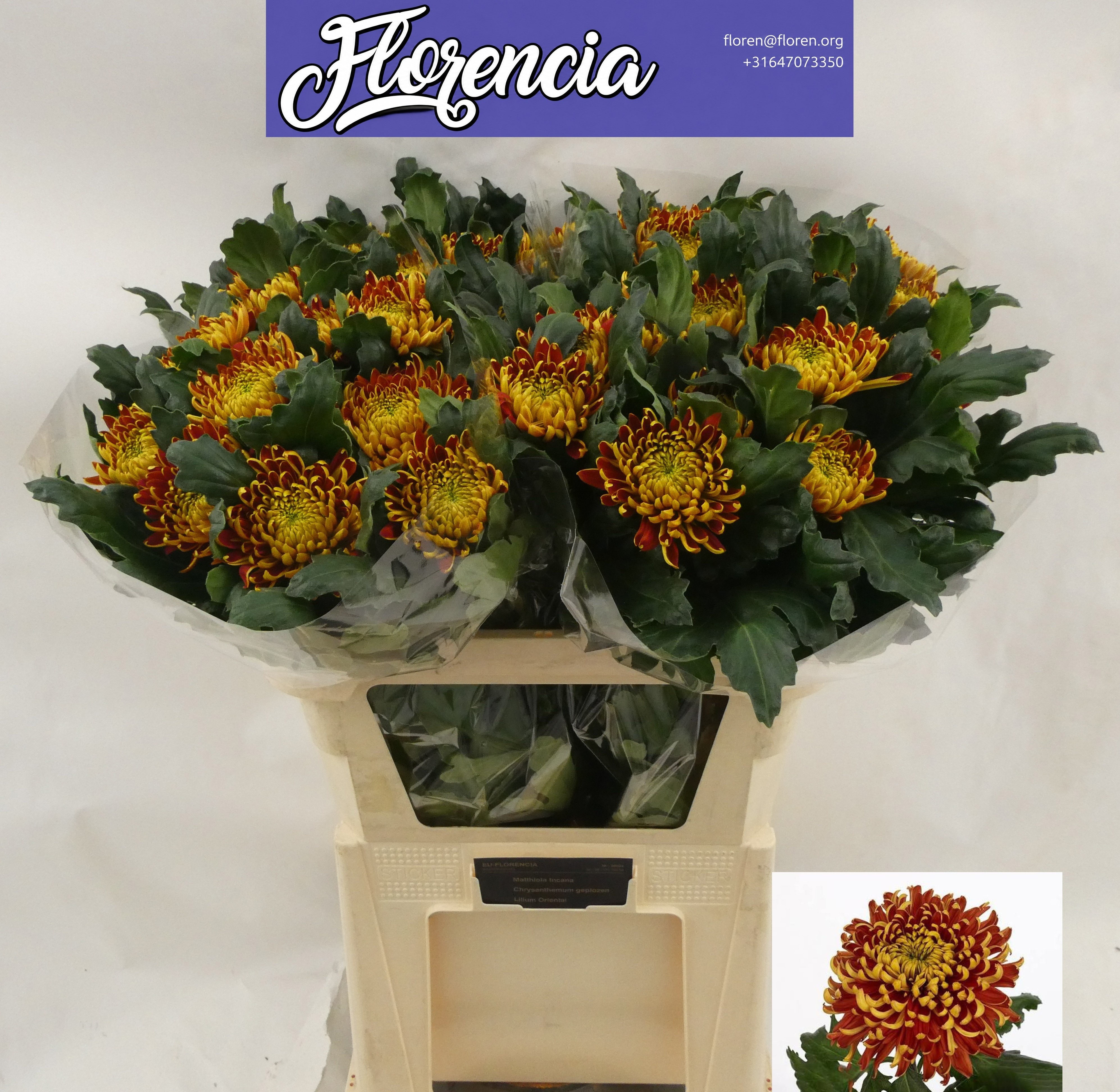 Chrysanthemum Single Tom Pearce 80cm 100gram
