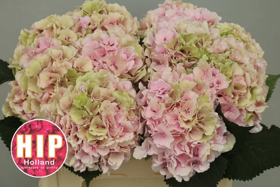 Hydrangea Verena Classic Pink 50cm 18Ø