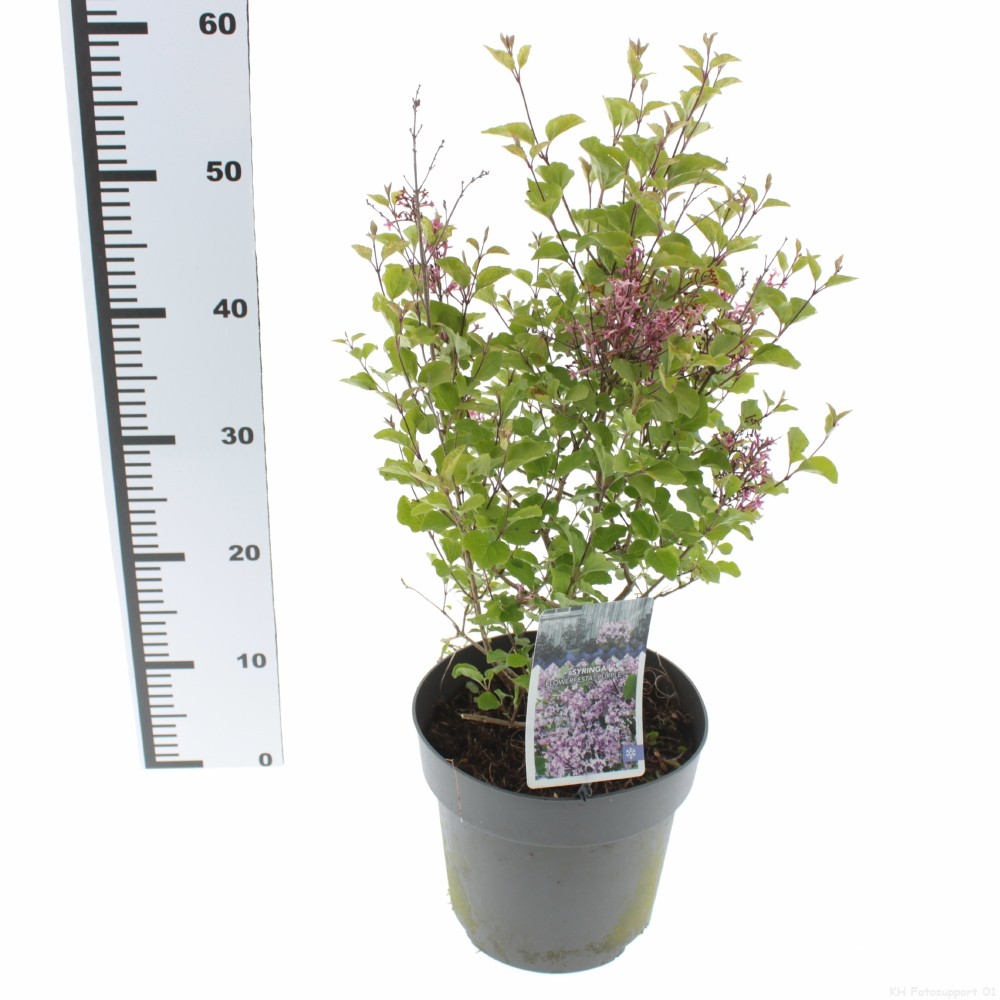 Picture of Syringa Flowerfesta Purple