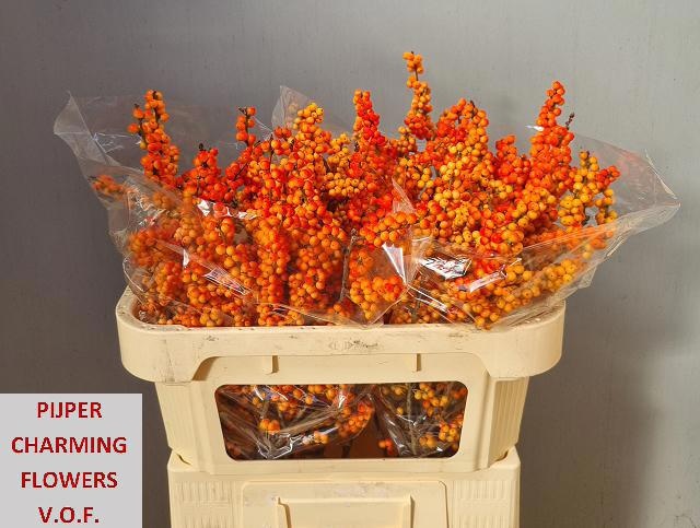Ilex Winter Gold 70cm