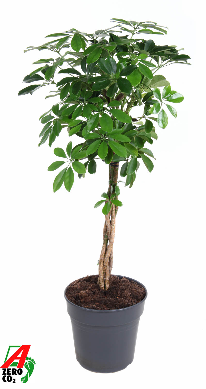 Picture of Schefflera Compacta braided stem P27 130CM (LOOSE)