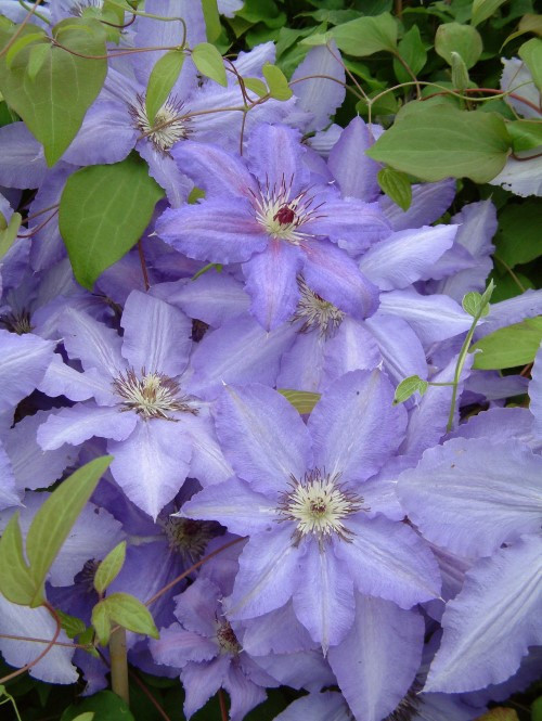 Clematis 'Alice Fisk'