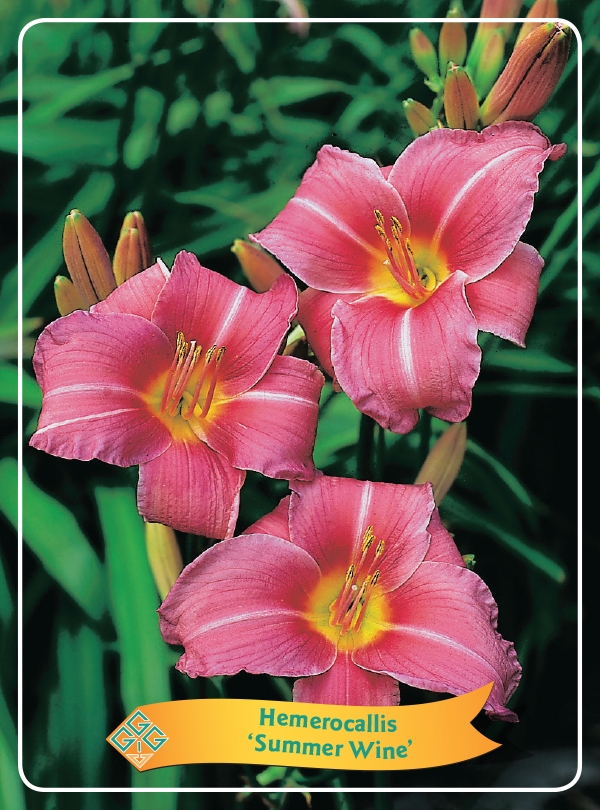 Picture of Hemerocallis Mix 6x10 srt. per shelve P11